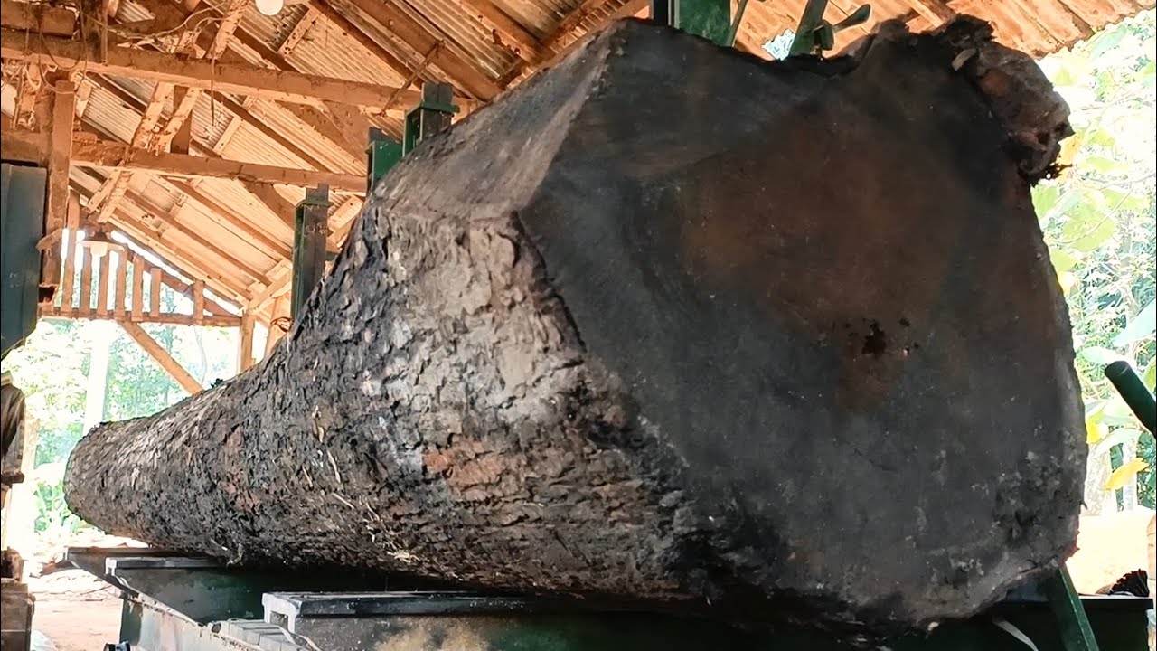 Extraordinary long logs from trees are processed into beautiful slabs at the Sawmill 
