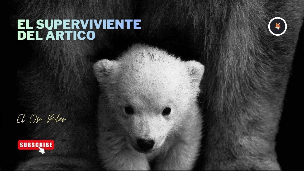 La Vida Secreta del Oso Polar (Documental)