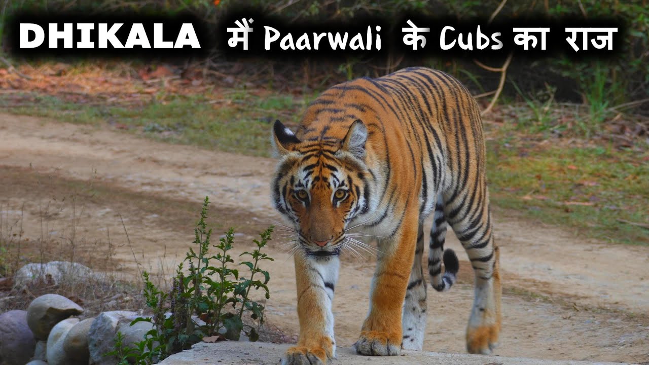 Dhikala मैं Paarwali  के Cubs का राज