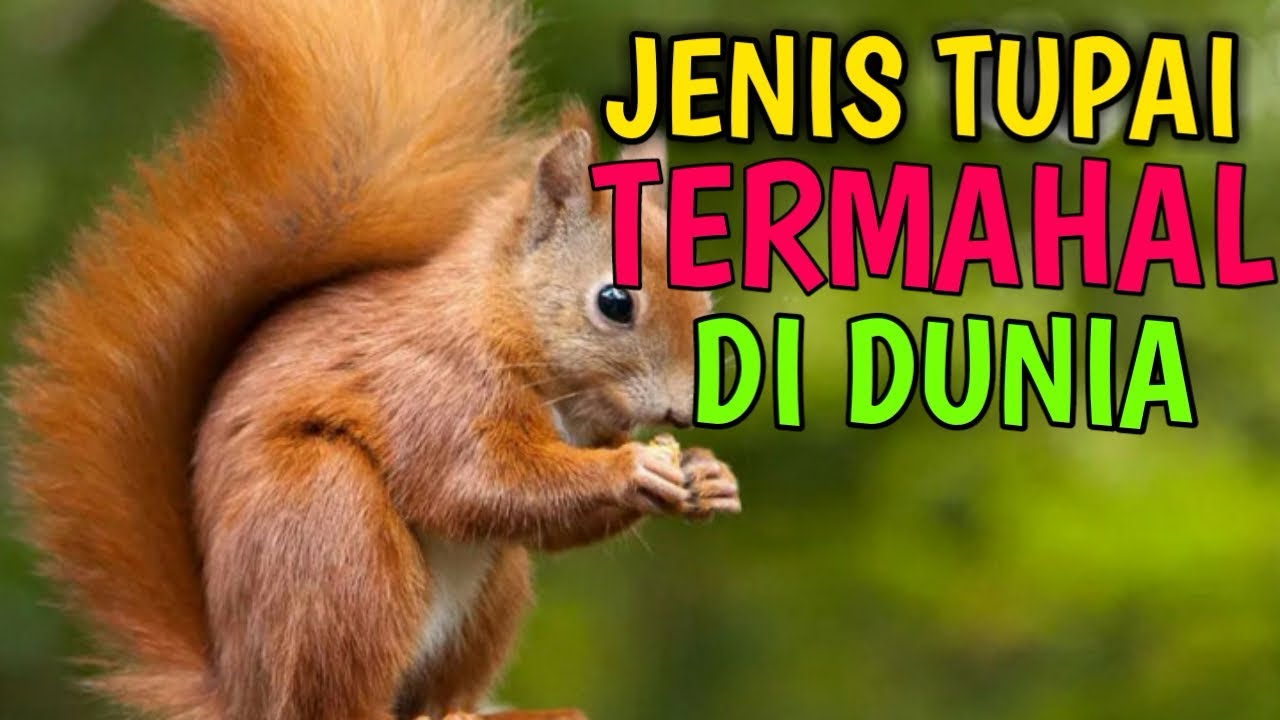 🔴TERGOLONG MAHAL‼️TUPAI LUCU