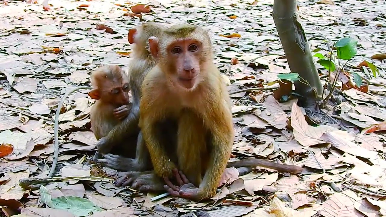 Baby monkey's cuddle time! 🐵💖 #MomAndBaby #MonkeyCuddles