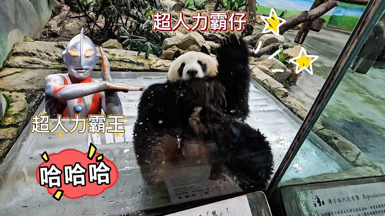 20260308 圓仔趴趴熊一枚，趴著潑水滾冰床 The Gaint Panda Yuan Zai