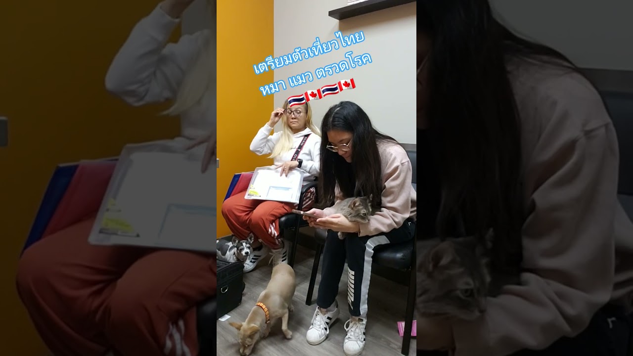 Going to Thailand 🇹🇭 Dogs and cats undergo medical examination before traveling to Thailand ไปไทยกัน