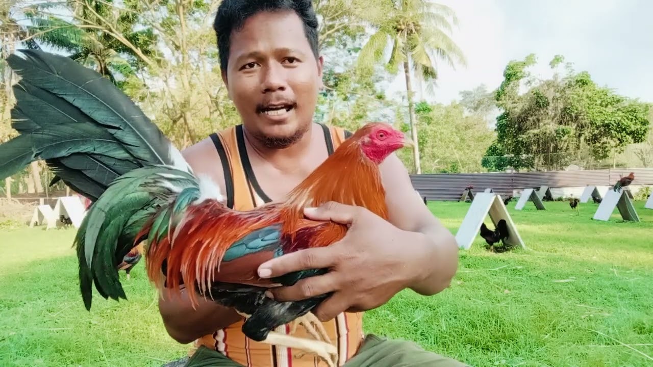 JTP GAMEFARM Allen Roundhead