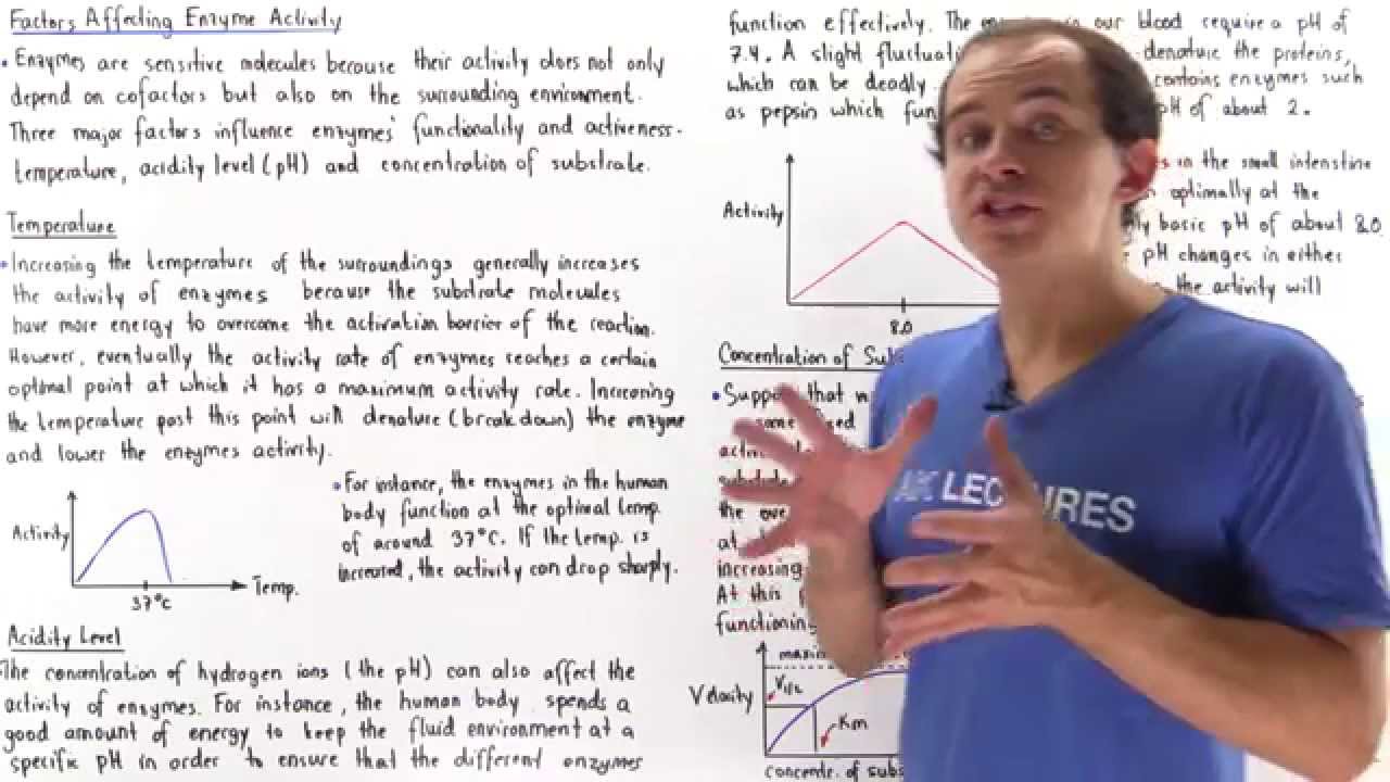 Factors Affecting Enzyme Activity