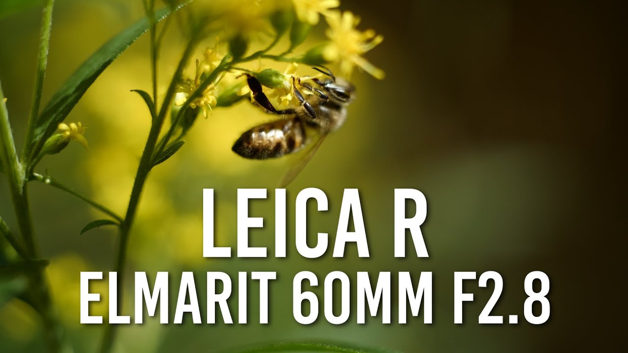 Leica R 60mm F2.8 Macro — мой лучший макрообъектив с Panasonic Lumix S5/S1