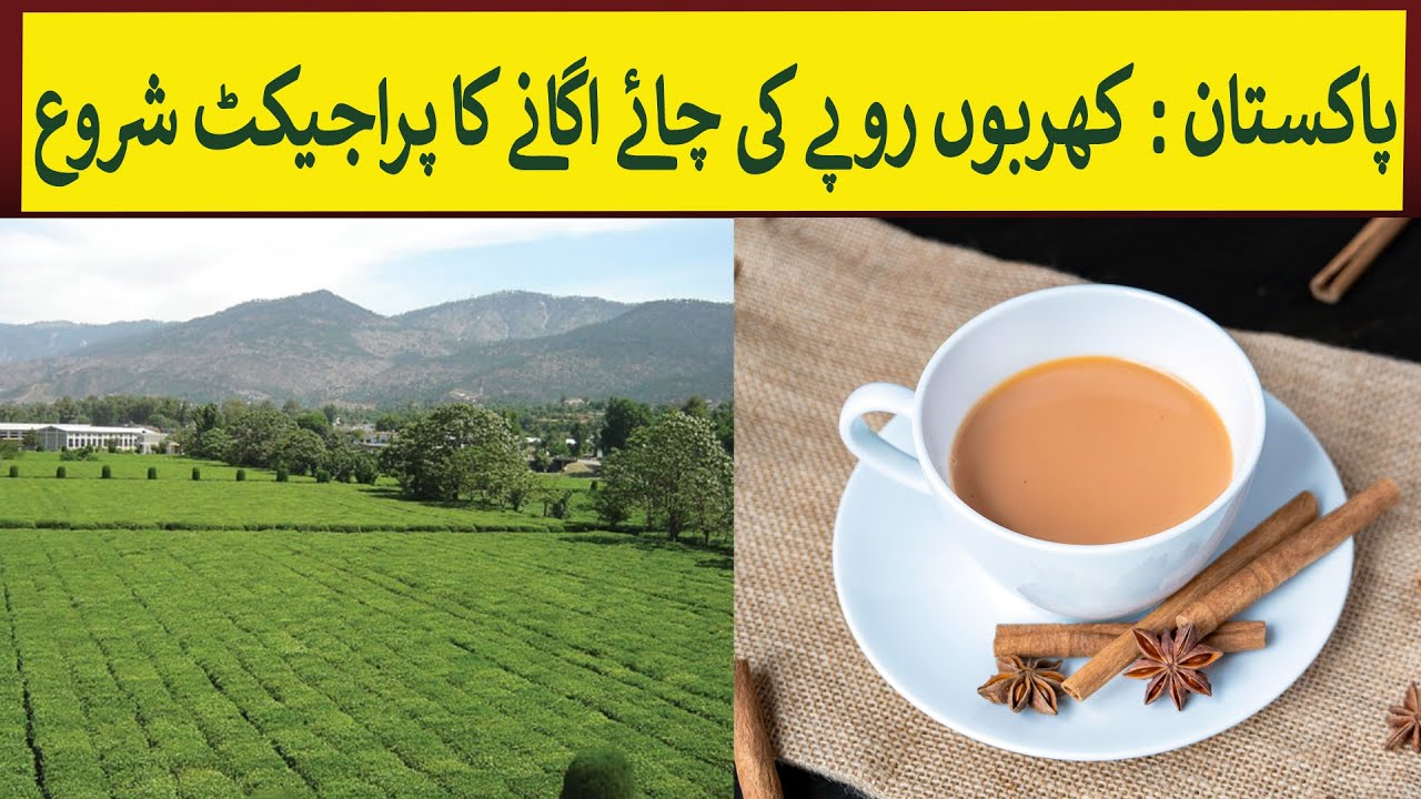 Pakistan launched Million of Dollars worth of Tea