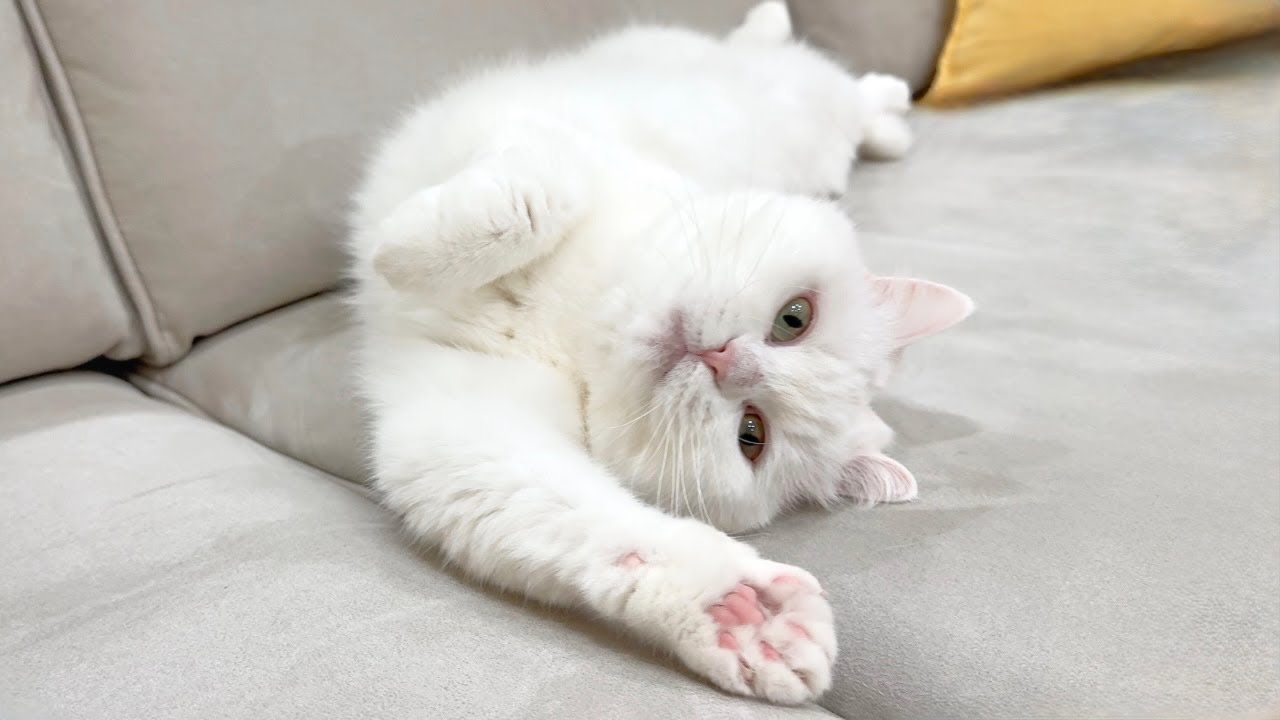 ポムさんってたぶん猫じゃないよね