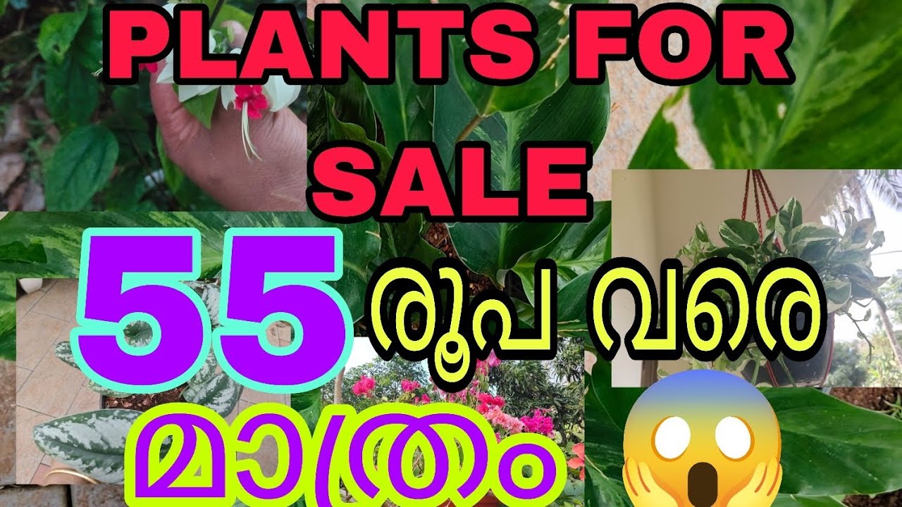 130 വറൈറ്റി പ്ലാന്റ്സുകൾ വെറും 55രൂപ വരെ മാത്രം FOR SALE | Tasty world | Malayalam sale video 
