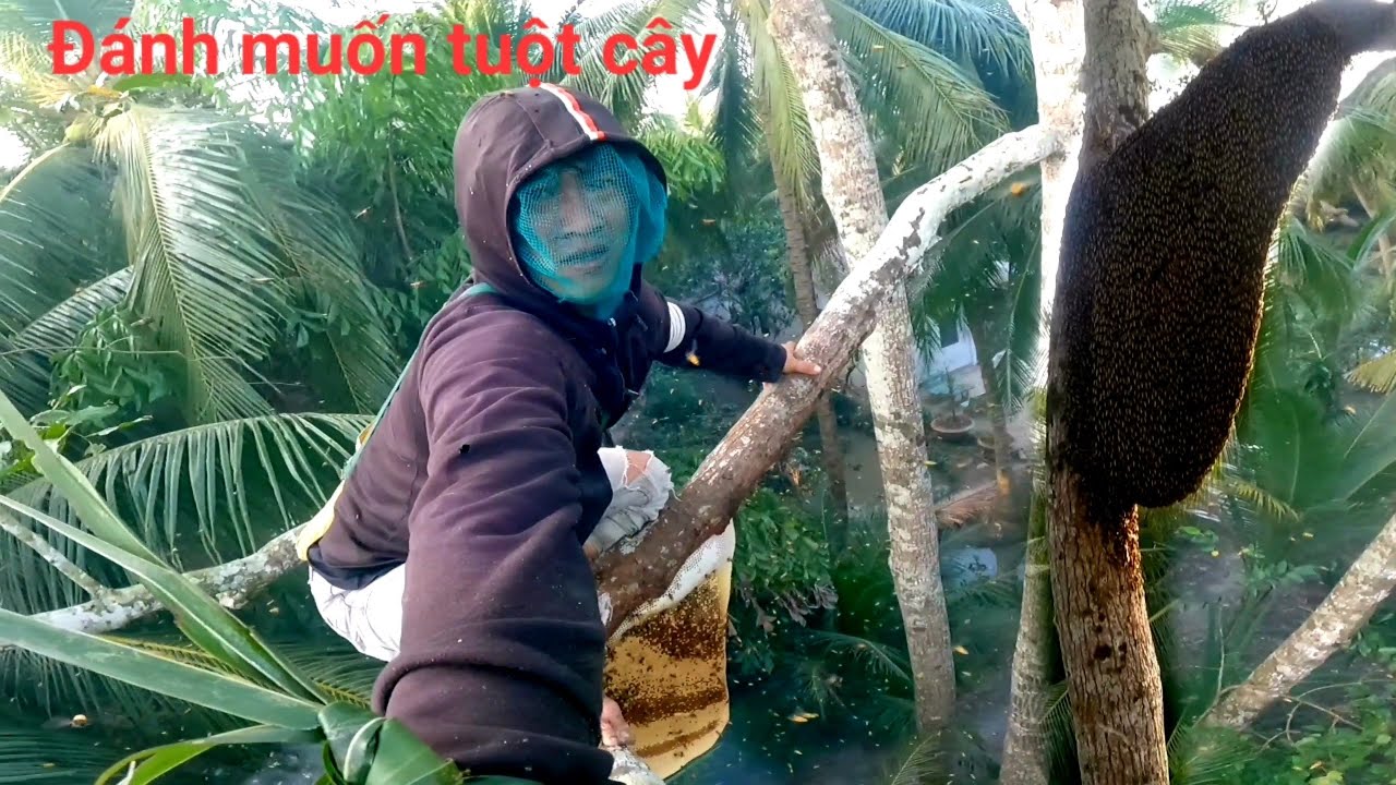 Bắt cây sao hai tổ ong tổ thứ hai quá hung hăng bu chít túi bụi xém phải tuột cây