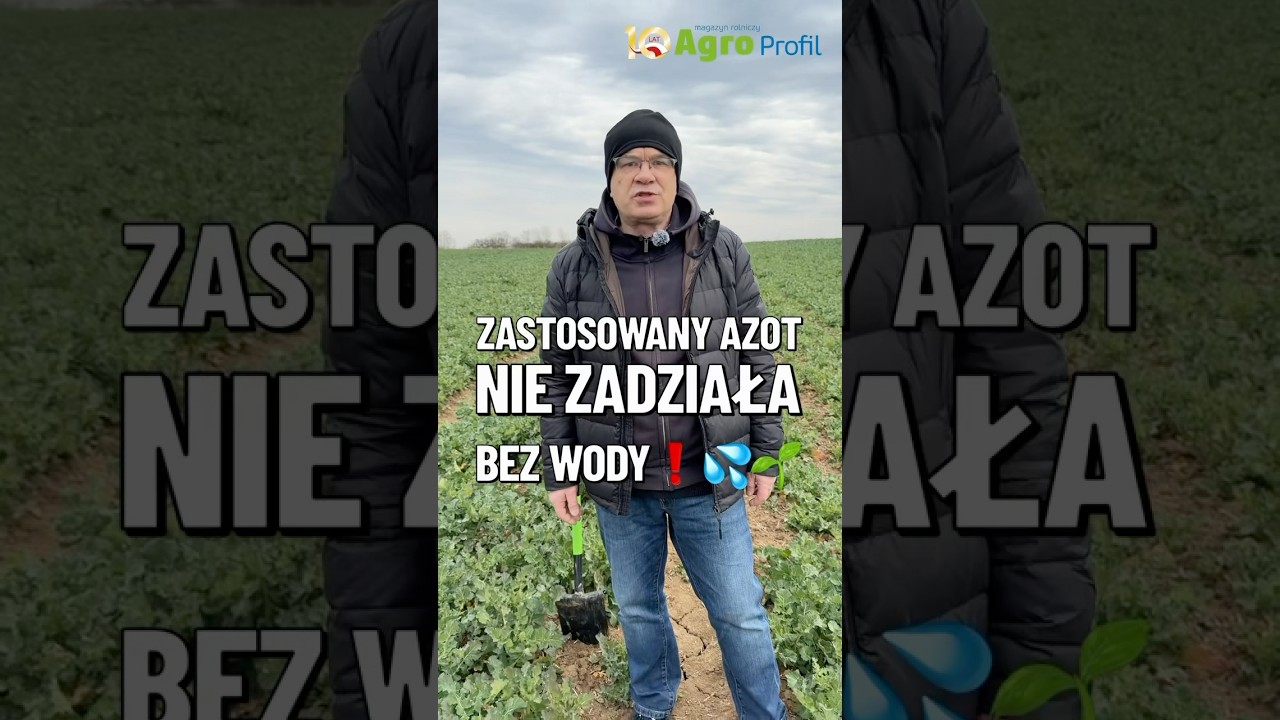 Are nitrogen fertilizers sown on winter cereals and rapeseed effective?