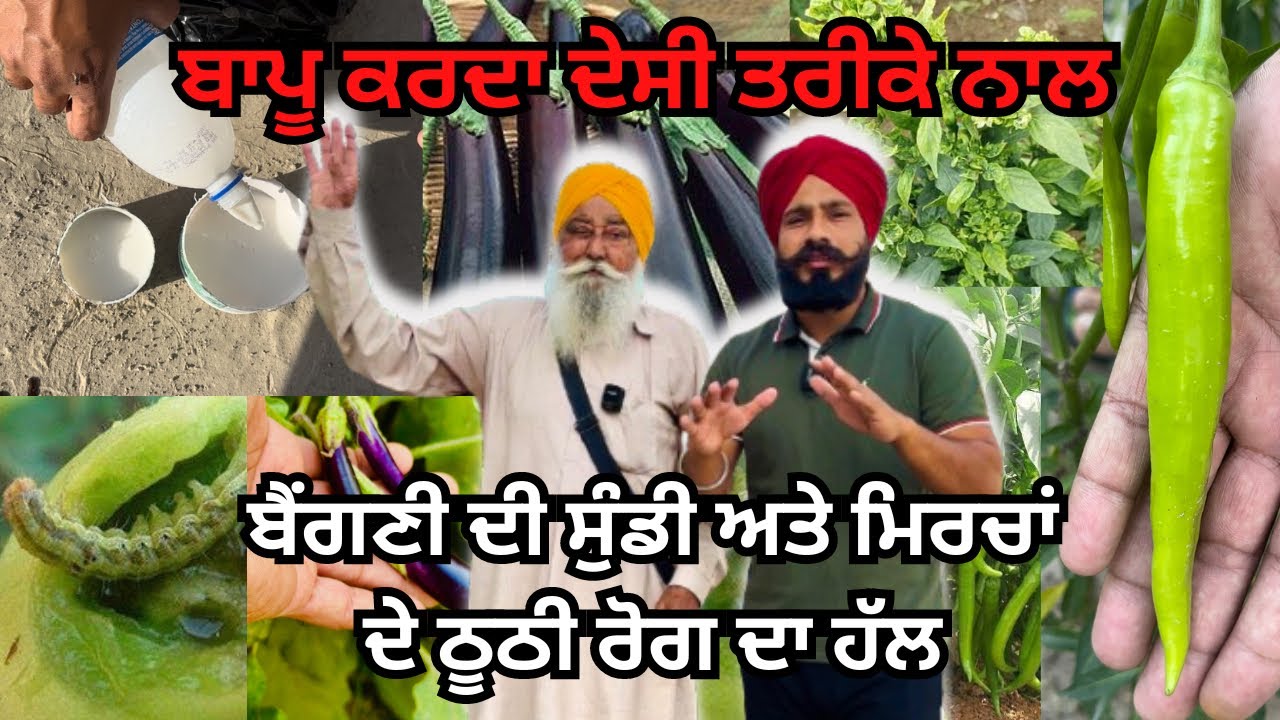 ਬੈਂਗਣੀ ਵਿੱਚ ਸੁੰਡੀ ਦਾ ਹੱਲ👌ਮਿਰਚਾਂ ਨੂੰ ਘੁੰਡੀ ਰੋਗ ਦਾ ਹੱਲ|Leaf Curl Virus👉Organic Insecticide 💯Fertilizer