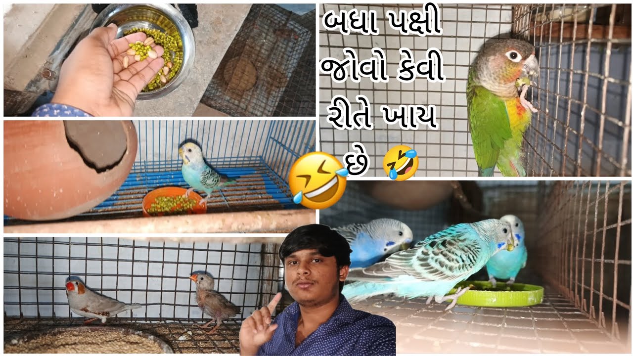 બધા પક્ષી જોવો કેવી રીતે ખાય છે🤣@BirdpetsDmvolg @birdsdmpets6516 #dailyvlog #birds #parrot #viral 
