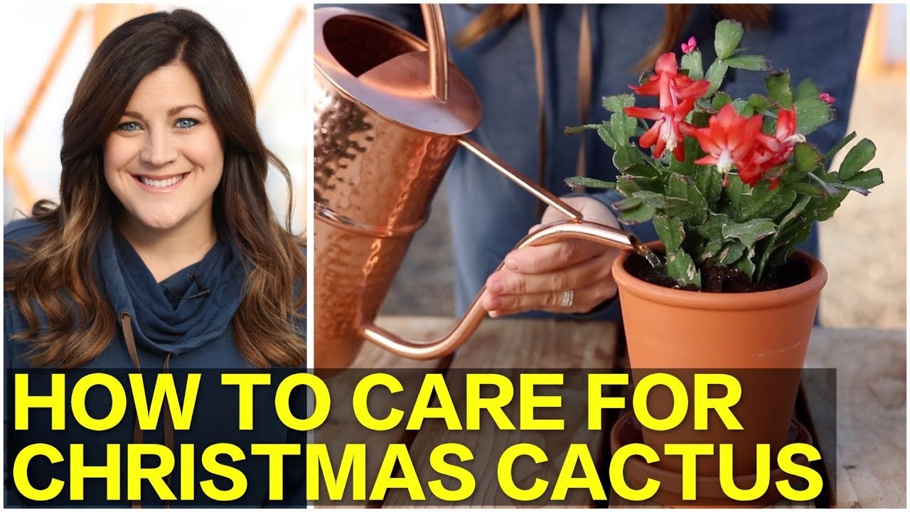 Как ухаживать за рождественским кактусом 🌵🎄 // Garden Answer