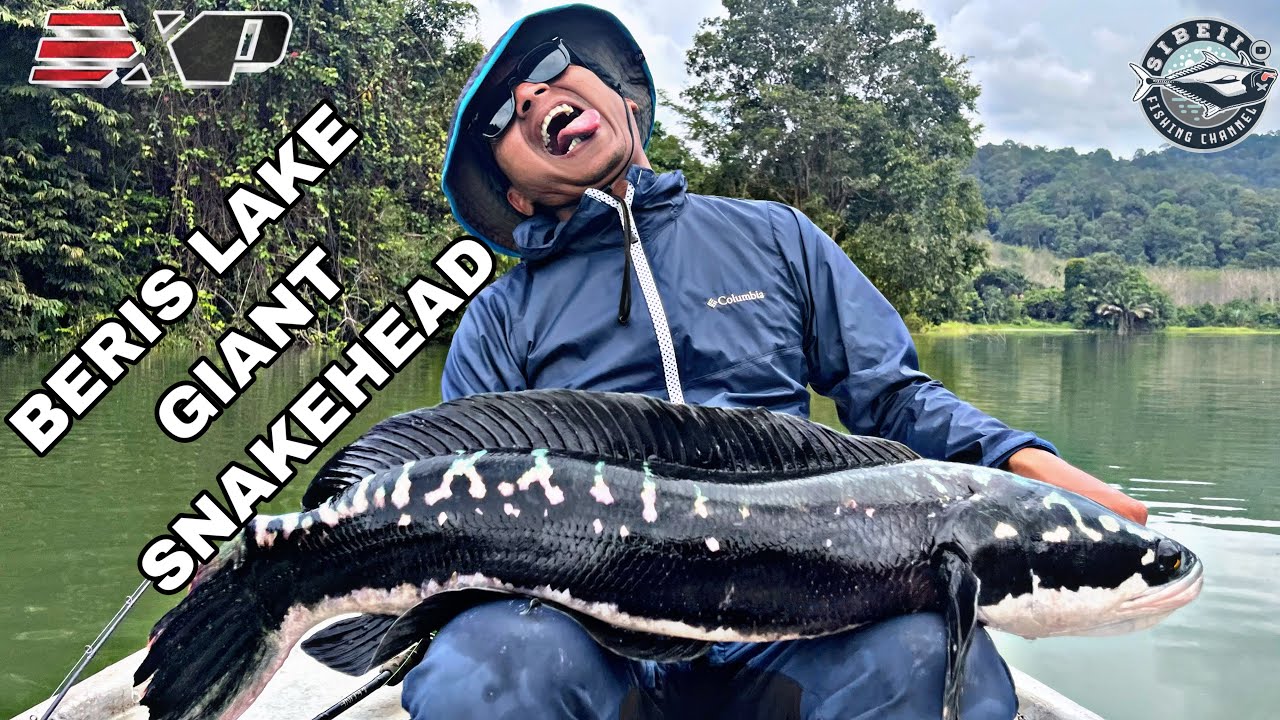 BERIS LAKE GIANT SNAKEHEAD