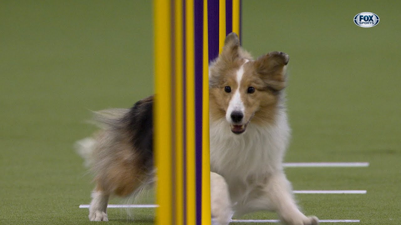 Swindle the Shetland Sheepdog wins the 12
