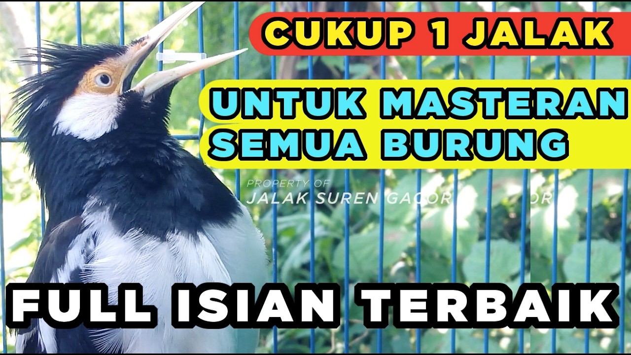 Burung Jalak Suren Jantan Gacor Memanggil Betina Full Isian Suara Unik Mewah mantap