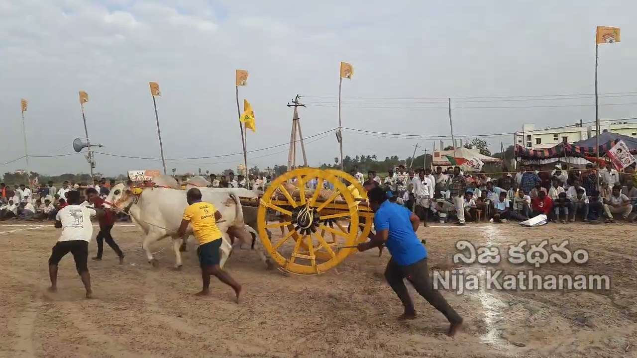 పెద ఓగిరాల గ్రామం, కృష్ణా జిల్లా |  సంక్రాంతి ఎడ్ల పందాలు -- సీనియర్ విభాగం | 12-1-2026  Part 3
