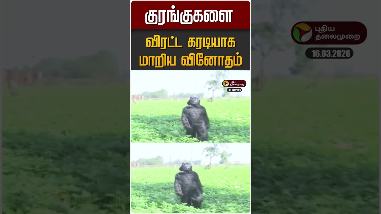 குரங்குகளை விரட்ட கரடியாக மாறிய வினோதம் #shorts