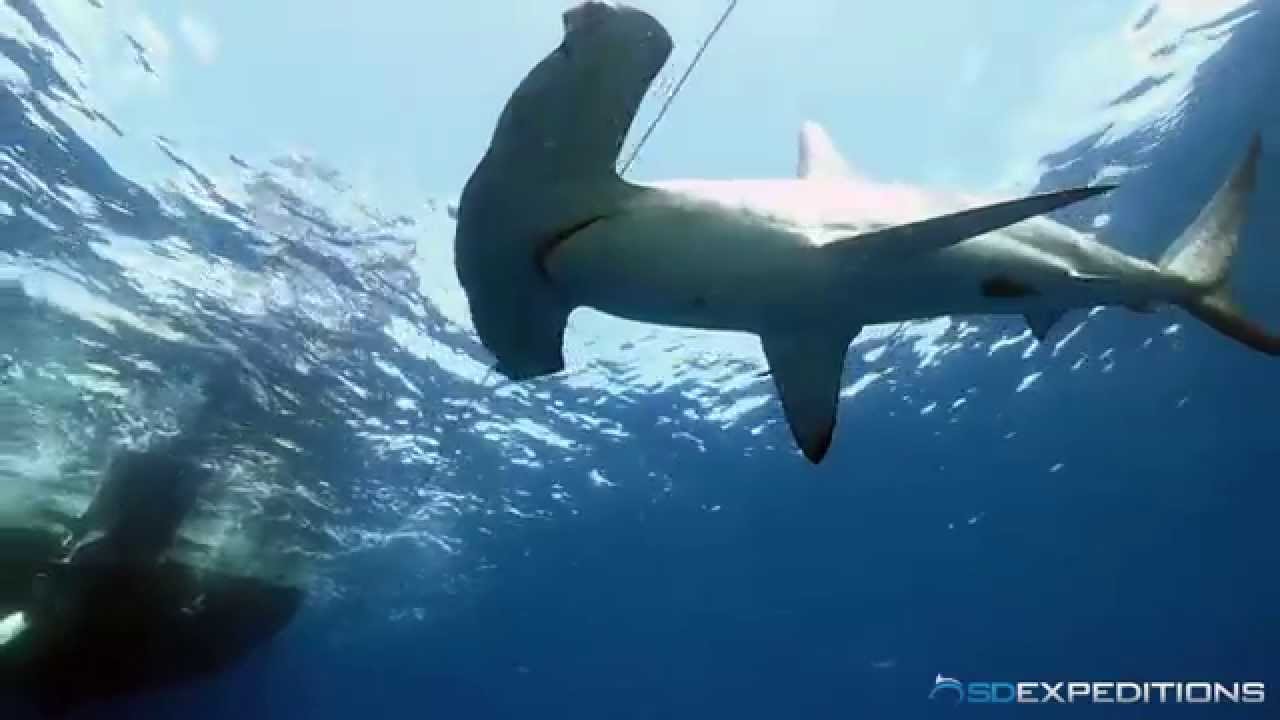 In the Water with Smooth Hammerheads