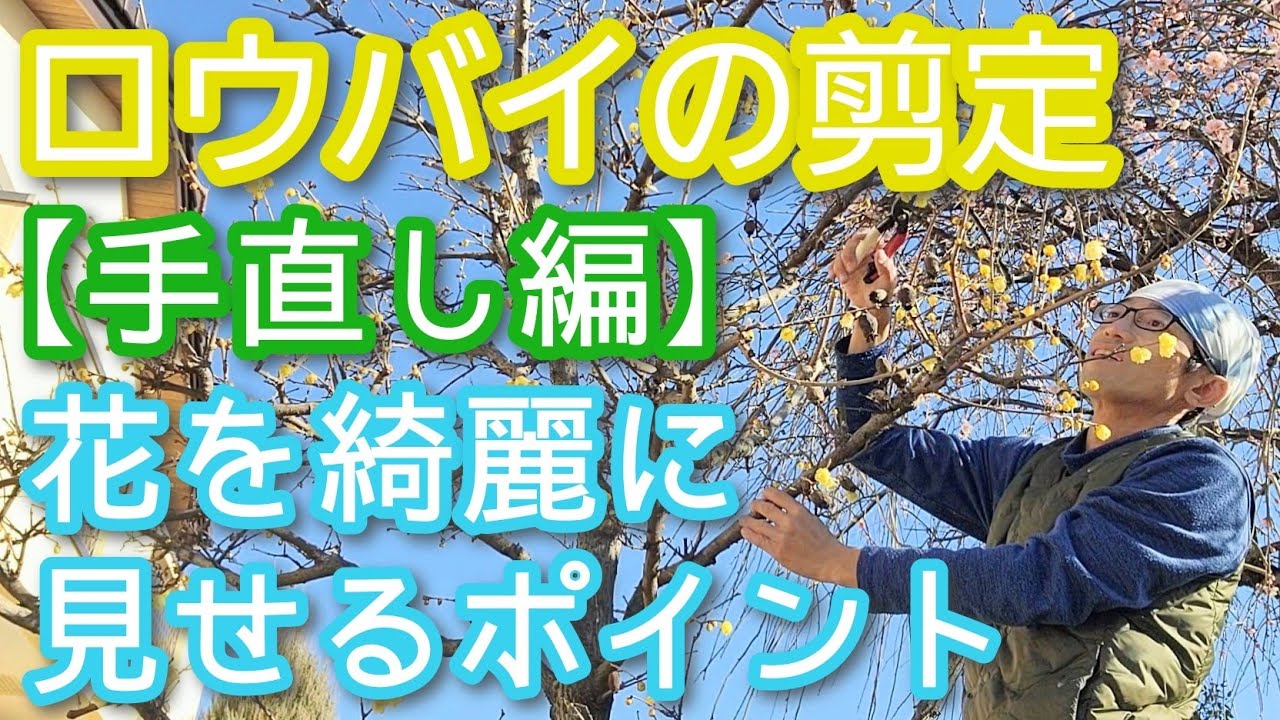 【ロウバイの手直し剪定】花と樹形を綺麗に楽しむためのポイント(2026年1月)🟡🌳