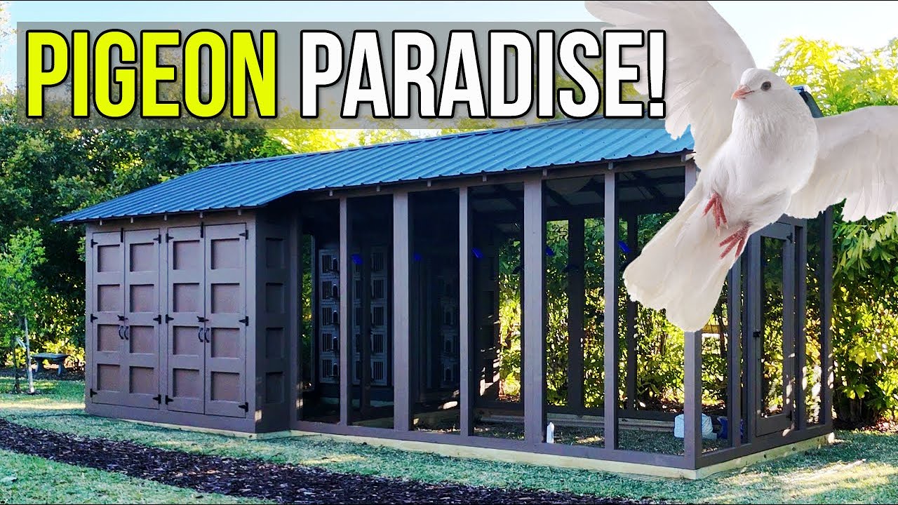 Tour Our Premiere Pigeon Breeder Coop, Designed in Collaboration With Mike Tyson