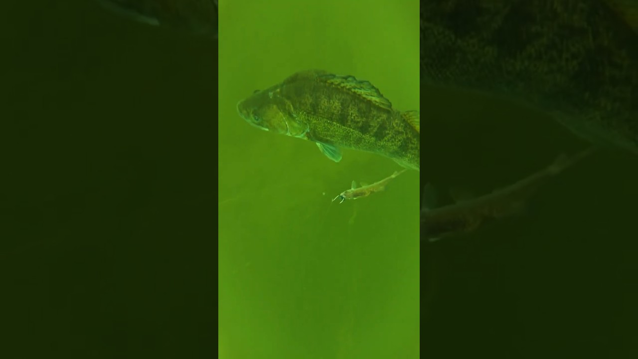 A big zander appears 🤯 #zander #fishing #underwater