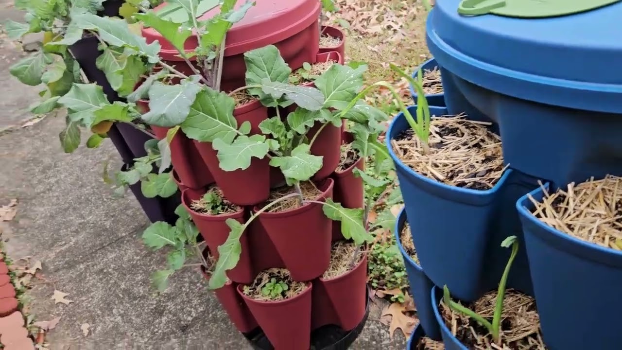 Slow but Steady Fall Garden Growth | Vertical & Indoor Garden Tour