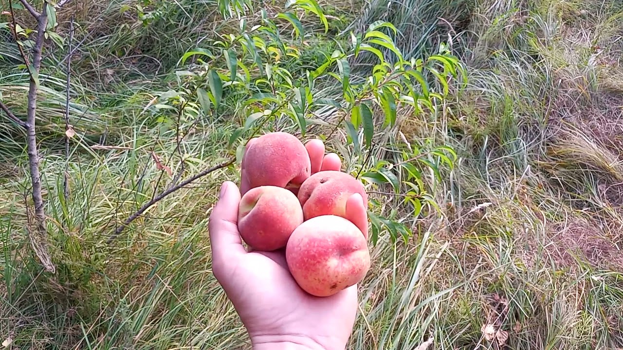 Дикий персик wild peach