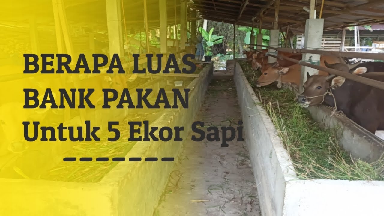 Luas Bank pakan untuk 5 ekor sapi
