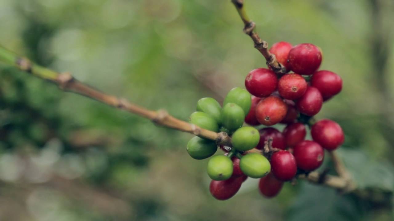 Primavera - José Arcadio Caro, Finca La Falda, Urrao, Antioquia - Café PERGAMINO