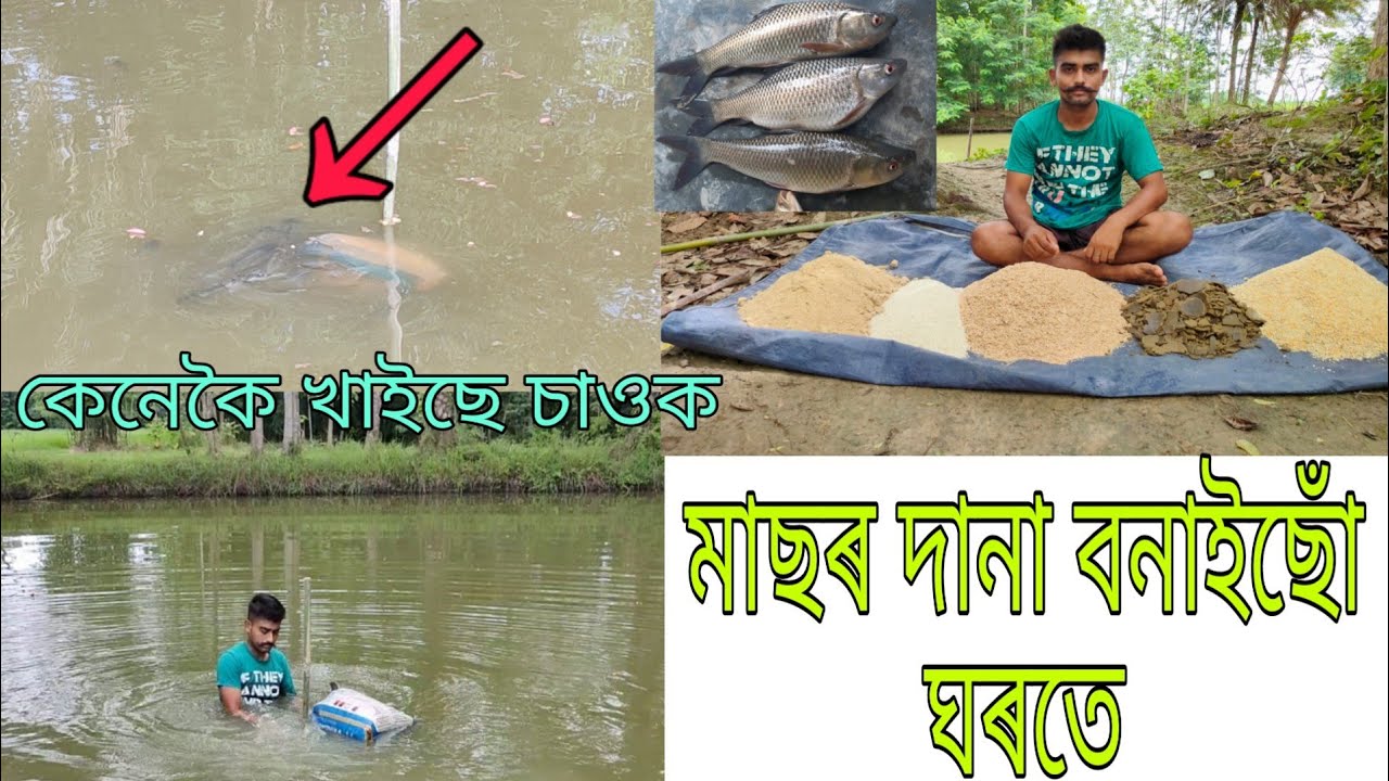 কম খৰছত দানা প্ৰস্তুত কৰক ঘৰতে/কি কি উত্তম আহাৰ মাছৰ বাবে / Fish bad feeding process in assamese