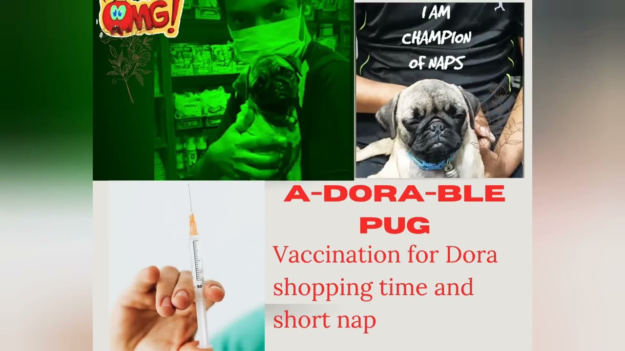 Pug puppy Dora visits vet for vaccination|Had a short nap|treats shopping|A-Dora-ble Pug