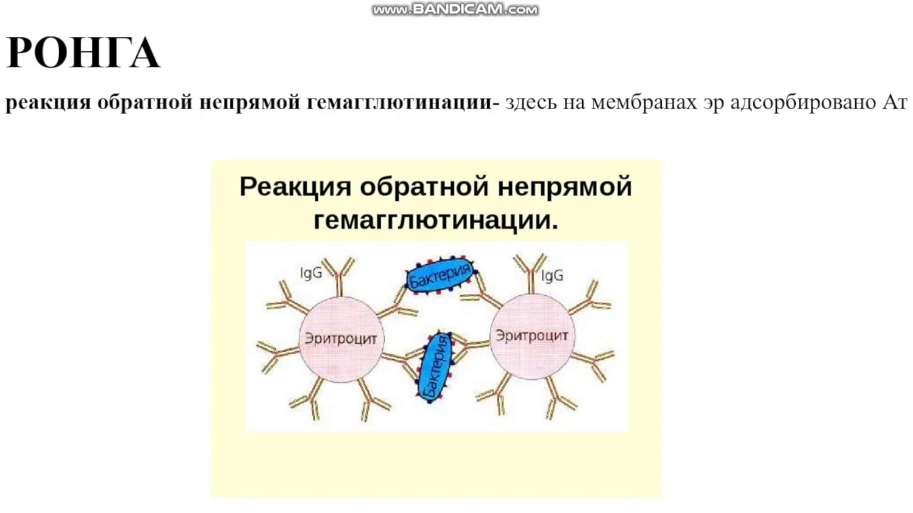 Иммунодиагностические реакции (часть 1). Микробиология