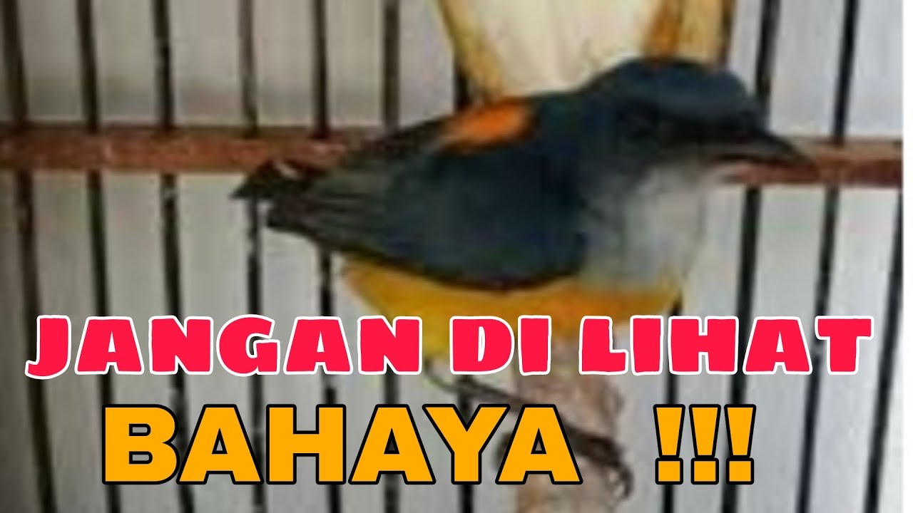 KEMADE BUNGA API, pancingan kemade terbaik