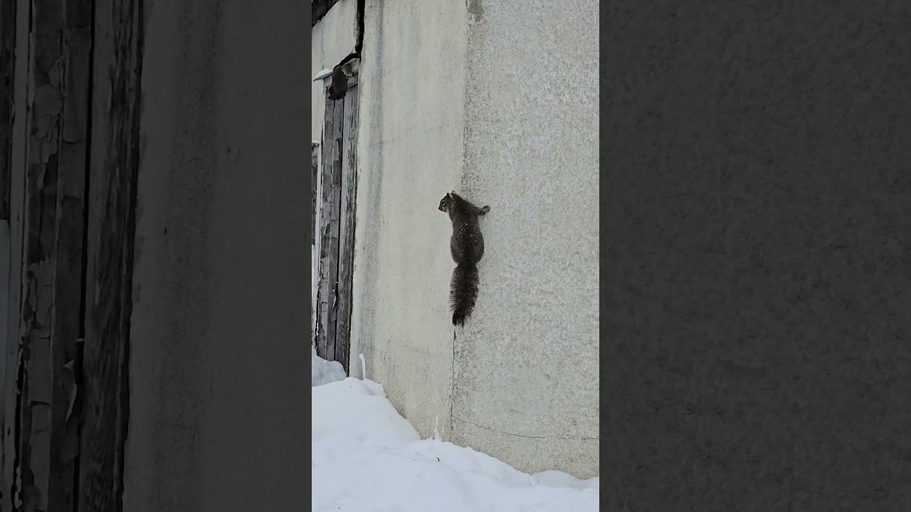 Squirrels sound off and head for higher ground 
