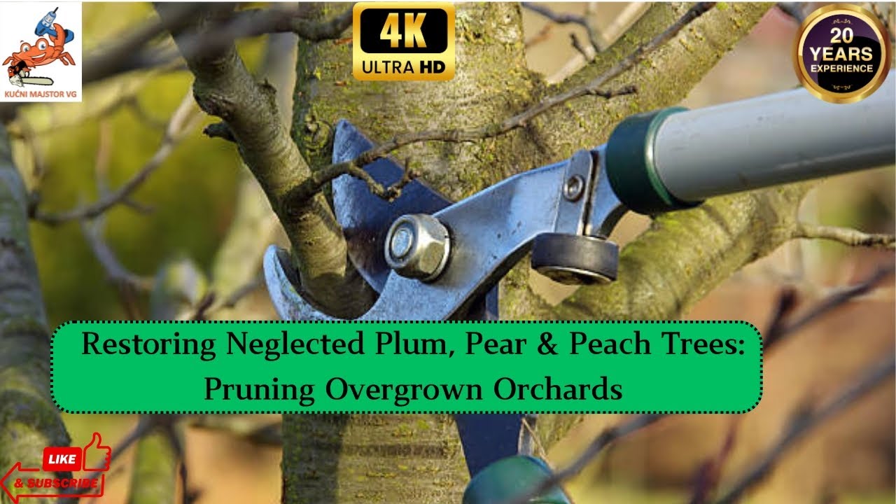 Restoring Neglected Plum Pear & Peach Trees  Pruning Overgrown Orchards
