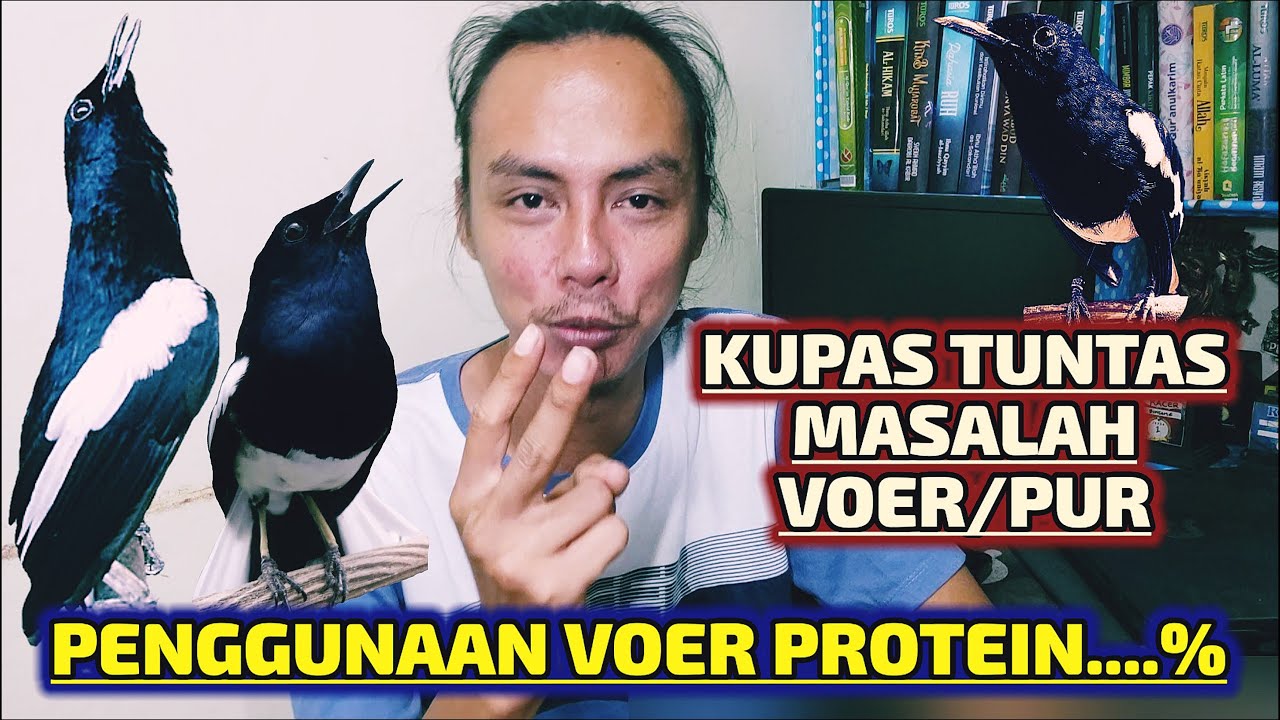 BEGINI SAJA SIH KESIMPULANNYA VOER PUR PROTEIN TINGGI UNTUK KACER GACOR BUKA EKOR