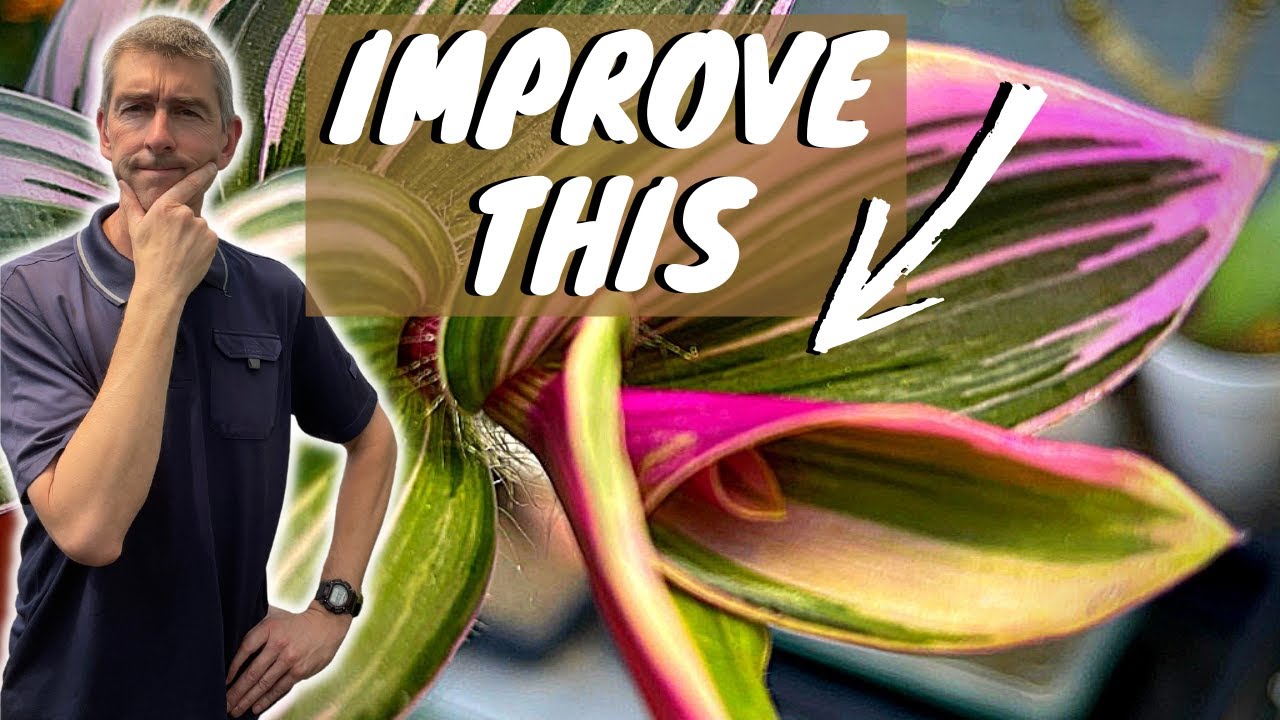 Tradescantia Nanouk: Crispy Brown Leaves or Marks? My Action Plan!