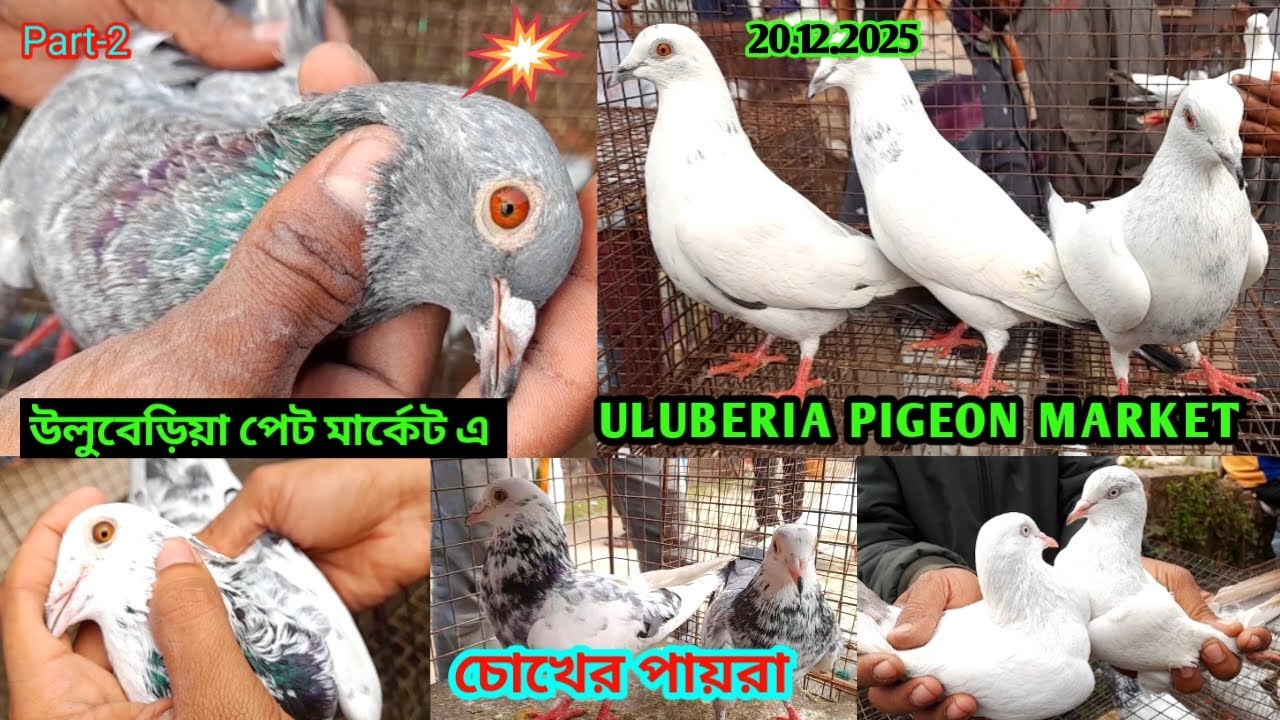 Recent Flying pigeon price update at Uluberia pigeon market on 20.12.25 #pigeon