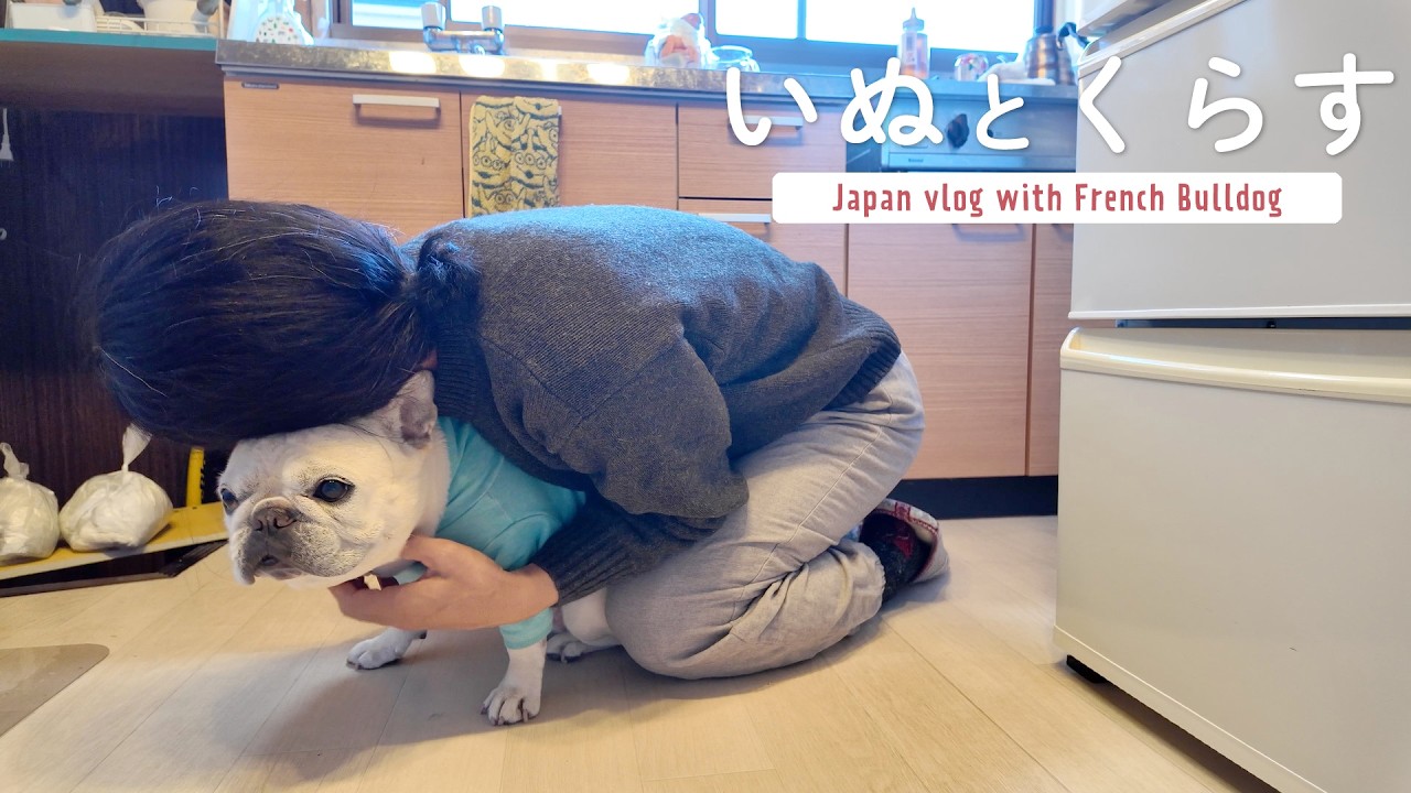 老犬フレンチブルドッグとお父さんのクリスマス