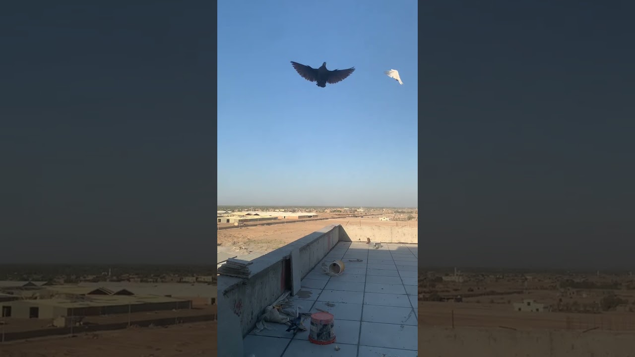 ليوم طيرنه طيور لعبنه جوله ✌️😂ضيفوني انستا sajag4115