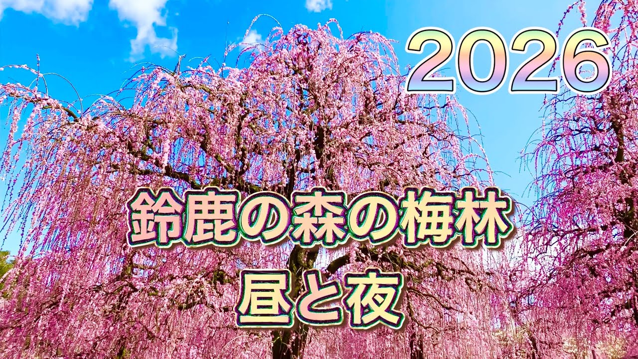 鈴鹿の森庭園  梅まつり 梅林の昼と夜　　咲き乱れる枝垂れ梅