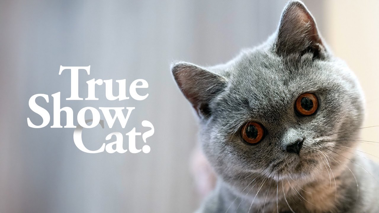 What Makes a True Show Cat | Why We Sometimes Say No