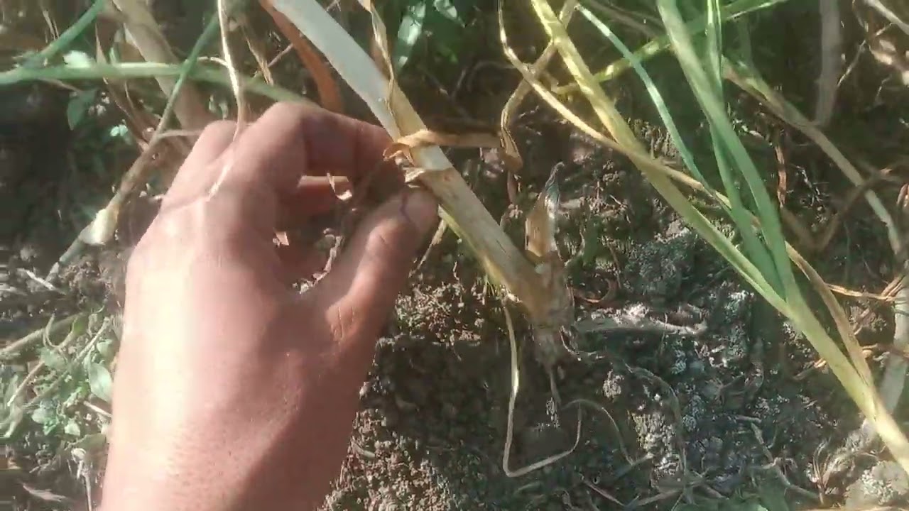 Yf