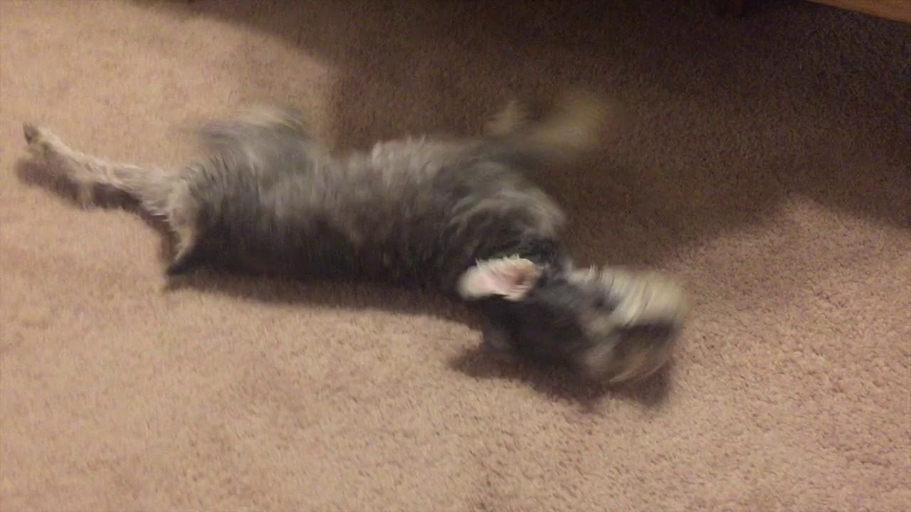Silly Miniature Schnauzer after a bath