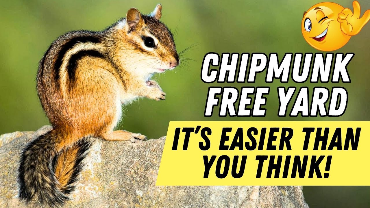 Chipmunks Destroying Your Yard? Do THIS to Make Them Leave!
