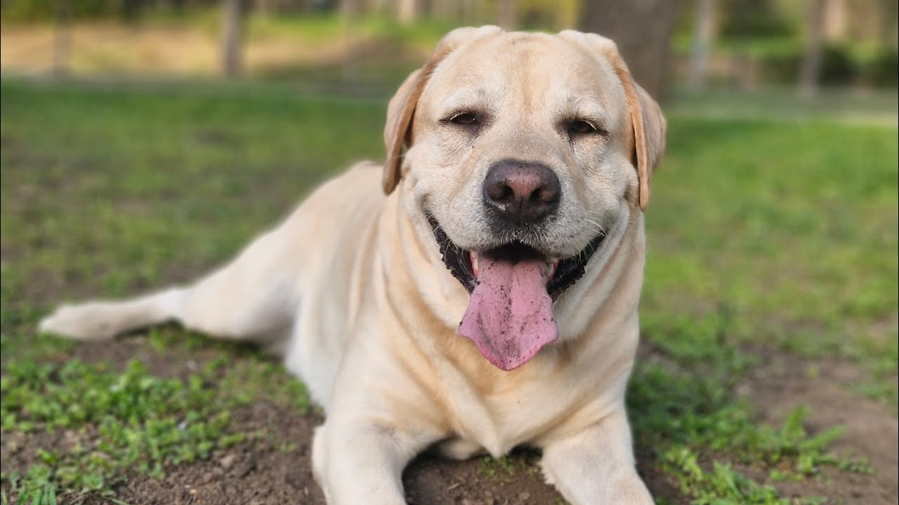 🐶🦮 ПРОГУЛКА И ИГРА С ЛАБРАДОРОМ 🥎 Labrador Troy &hearts;️