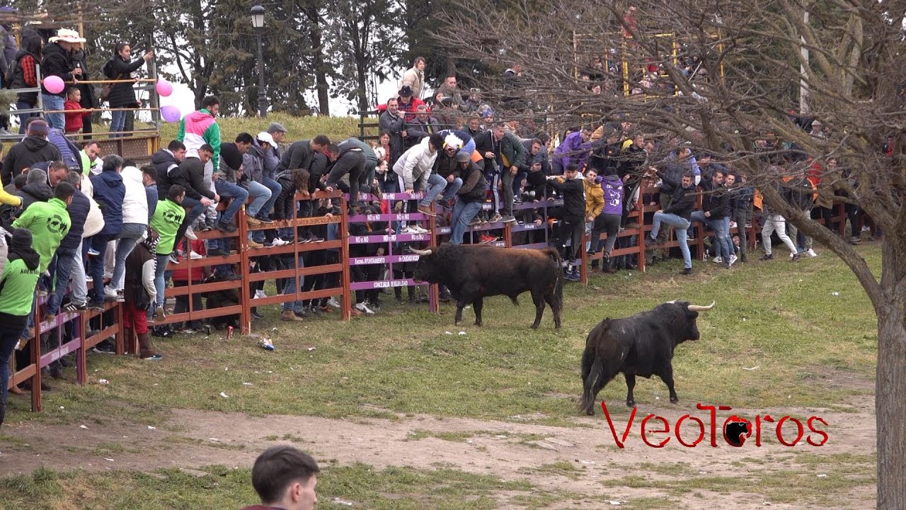 Ciudad Rodrigo 2023 desencierro del martes
