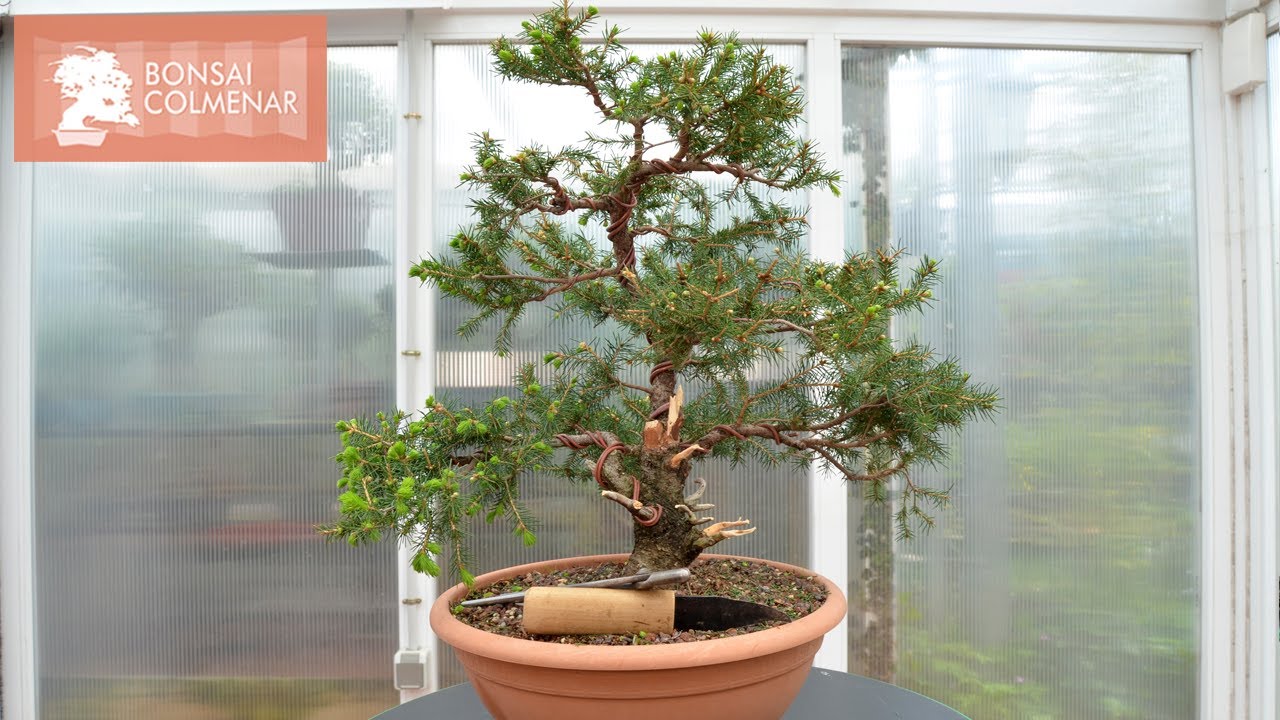 Picea - Bonsai Colmenar